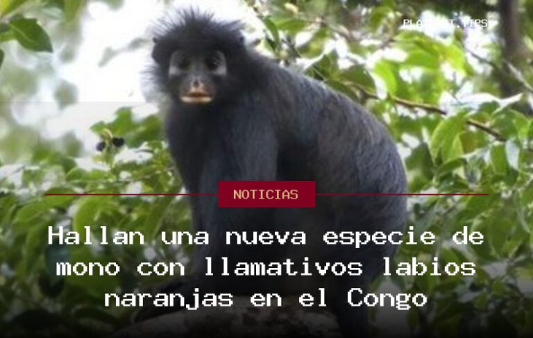 Hallan una nueva especie de mono con llamativos labios naranjas en el Congo