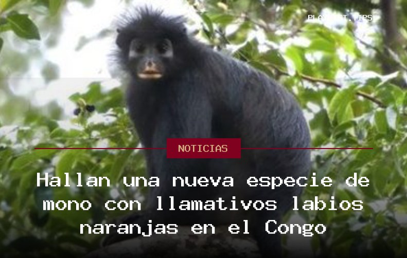 Hallan una nueva especie de mono con llamativos labios naranjas en el Congo