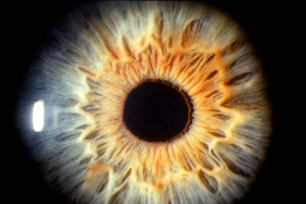 Representación microscópica de la retina con células fotorreceptoras y la molécula de erucamida.